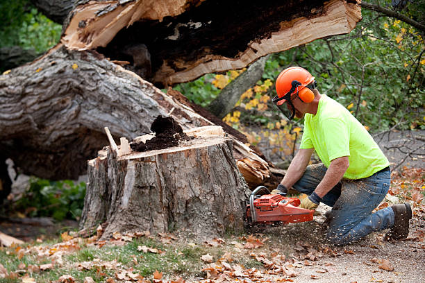 Best Tree Removal  in Susanville, CA