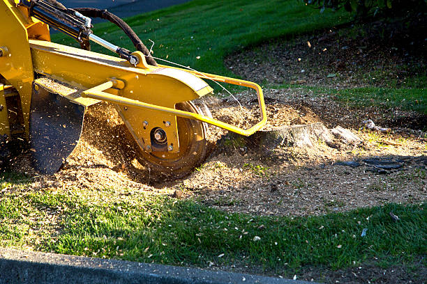 Best Root Management and Removal  in Susanville, CA