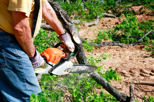 Best Hazardous Tree Removal  in Susanville, CA